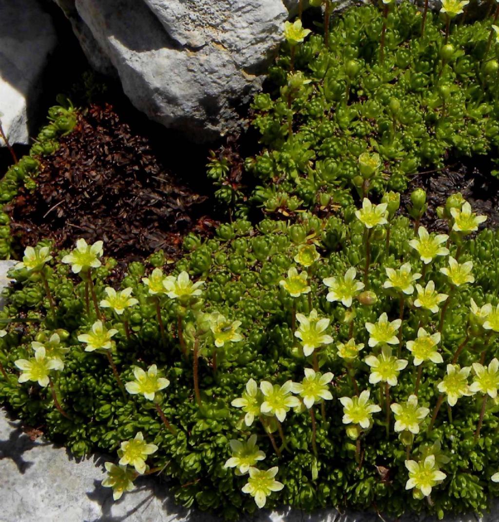 quale Saxifraga?  Saxifraga gr. exarata